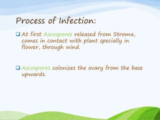 Process of Infection:
 At first Ascospores released from Stroma,
comes in contact with plant specially in
flower, through wind.
 Ascospores colonizes the ovary from the base
upwards.
 