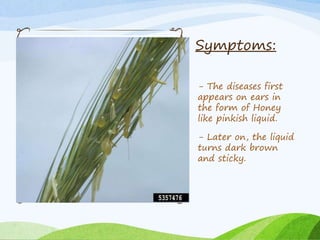 Symptoms:
- The diseases first
appears on ears in
the form of Honey
like pinkish liquid.
- Later on, the liquid
turns dark brown
and sticky.
 