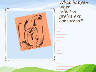 What happen
when
Infected
grains are
consumed?
Disadvantages:
• Curving/ Bending of limbs
• Psychosis
• May causes abortion in womens.
• Gangrene: loss of limbs
• Hallucinations
• Headache
• Vision problems
• Vomiting
• Unconsciousness
Advantages:
• Ergot stage of Fungus has been useful as Pharmaceutical drugs.
•Reduces bleeding by narrowing blood vessels.
 