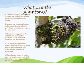 What are the
symptoms?Abnormal, compact development
of shoots and flowers are common
signs of mango malformation
disease.
Both normal growth and mango
malformation disease–affected
growth may be present on a plant at
the same time.
Shoots Growing points such as
leaf and stem buds produce
misshapen shoots with short
internodes and brittle leaves.
The leaves are significantly
smaller than those of healthy plants
and re-curve towards the stem
giving a squat, bunchy-top
appearance.
Shoot damage occurs in mature
trees but symptoms are particularly
serious for young plants, which
become severely stunted.
 
