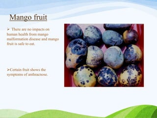 Mango fruit
 There are no impacts on
human health from mango
malformation disease and mango
fruit is safe to eat.
Certain fruit shows the
symptoms of anthracnose.
 