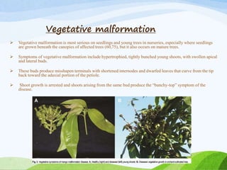 Vegetative malformation
 Vegetative malformation is most serious on seedlings and young trees in nurseries, especially where seedlings
are grown beneath the canopies of affected trees (60,75), but it also occurs on mature trees.
 Symptoms of vegetative malformation include hypertrophied, tightly bunched young shoots, with swollen apical
and lateral buds.
 These buds produce misshapen terminals with shortened internodes and dwarfed leaves that curve from the tip
back toward the adaxial portion of the petiole.
 Shoot growth is arrested and shoots arising from the same bud produce the “bunchy-top” symptom of the
disease.
 