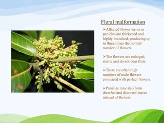 Floral malformation
Affected flower stems or
panicles are thickened and
highly branched, producing up
to three times the normal
number of flowers.
The flowers are enlarged,
sterile and do not bear fruit.
There are often high
numbers of male flowers
compared with perfect flowers.
Panicles may also form
dwarfed and distorted leaves
instead of flowers
 