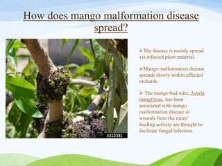 How does mango malformation disease
spread?
The disease is mainly spread
via infected plant material.
Mango malformation disease
spreads slowly within affected
orchards.
 The mango bud mite, Aceria
mangiferae, has been
associated with mango
malformation disease as
wounds from the mites’
feeding activity are thought to
facilitate fungal infection.
 