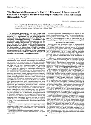 THE JOURNALOF BIOLOGICALCHEMISTRY
@ 1984 by The American Society of Biological Chemists, Inc
Vol. 259, No. 1, Issue of January 10, pp. 224-230, 1984
Printed in U,S.A.
The Nucleotide Sequenceof a Rat 18 S Ribosomal Ribonucleic Acid
Gene and a Proposal for theSecondary Structure of 18 S Ribosomal
Ribonucleic Acid*
(Receivedfor publication, July 13, 1983)
Yuen-Ling Chan$, Robin Gutellg, HarryF. NollerglI, and Ira G.WoolSII
From the $Department of Biochemistry, The University of Chicago, Chicago, Illinois 60637 and the SThimann Laboratories,
Universityof Californiaat Santa cruz, Santacruz, California 95064
The nucleotide sequence of a rat 18 S rRNA gene
was determined. The 18 S rRNA encoded in the gene
contains 1874 nucleotides, and the molecular weight
estimated from the sequence is 6.09 X 10’. The se-
quencesof rat andXenopus laevis 18 S rRNAs are very
similar; the only differences of consequence are the
insertions between nucleotides 197 and 206 and be-
tween 258 and 279 of the rat nucleic acid of sequences
rich in guanine and cytosine. A proposal is presented
for the secondary structure of rat 18 S rRNA based on
a comparison with the sequences of 17 other small
ribosomalsubunit RNAs. While the primary sequences
of rat and eubacterial RNAs are different, thededuced
secondary structures are remarkably similar.
Knowledge of the chemistryof the constituentsis required
for an analysis of the structureof ribosomes. Information on
thestructure is, in turn, necessary torelatethe molecular
organization of ribosomes to their function in protein synthe-
sis. Eukaryotic (rat liver)ribosomes contain four molecules
of RNA: 18 S RNA in the40 S subparticle and5, 5.8,and 28
S RNAs in the60 S subparticle. The covalent structuresof 5
S (1)and 5.8 S (2, 3) RNAs from ratliver ribosomes and from
the ribosomes of a number of other eukaryotic species (4)
have beendetermined. Thereis less information on the struc-
ture of the large eukaryotic rRNAs. The sequences of 18 S
rRNAs from Saccharomyces cerevisiae(5)and Xenopus laevis
(6) and of 26 S rRNAs from two speciesof yeast, S. cerevisiae
(7) and Saccharomyces carlsbergensis (8),have been inferred
from the structure of the genes. The sequence of the large
RNAs from the ribosomes of mammalian species had notbeen
determined. The informationis important since a great deal
is known, perhaps more than for any other eukaryoticspecies,
of the chemistryof the othermolecular constituents of mam-
malian ribosomes (9) and of the biochemistry and regulation
of protein synthesis in mammalian cells (10, 11).Moreover,
the most important data for deriving the secondary structure
of ribonucleic acids comesfrom a comparison of the sequence
of the molecule in different species. For all these reasons, we
have determined the covalent structureof a gene for rat 18S
rRNA. We cloned a rat 18 S rRNA gene carried on a phage
(Charon 4A) in plasmidvectors and determined thesequence
of the DNA.
* The costs of publication of this article were defrayed in part by
the payment of page charges. This article must therefore be hereby
marked “aduertisernent” in accordance with 18 U.S.C. Section 1734
solely to indicate this fact.
lISupported by National Institutes of Health Grant GM 17219.
(1 Supported by National Institutes of Health Grants GM 21769
and CA 19265.
Eukaryotic ribosomal RNA genes occur in clusters of tan-
demly repeated transcriptionunits. The mammalian primary
transcript from ribosomal DNA has a sedimentation coeffi-
cient of 45 and contains 18, 5.8, and 28 S rRNAs as well as
transcribed spacerswhich are removed during processing (12).
EXPERIMENTAL PROCEDURES
Materials-DNA from the X phage Charon 4A in which the rat
ribosomal RNA genes had been cloned (13) was kindly provided by
T. D. Sargent and J. Bonner of California Institute of Technology.
Restriction endonucleases and phage T4 DNA ligase were obtained
from Bethesda Research Laboratories or New England Biolabs. [ y -
32P]ATP (approximately 3 X lo3 Ci/mmol) wasfrom Amersham-
Searle, and calf intestinal alkaline phosphatase and phage T4 poly-
nucleotide kinase werefrom Boehringer Mannheim. Digestion of
DNA with restriction enzymes was carried out as recommended by
the supplier.
Preparation of Plasmids ContainingrDNA-The phage Charon 4A,
containing rDNA sequences derived from an EcoRI digest of the rat
genome (13), wasgrown and purified as recommended (14). The
presence of rDNA wasconfirmed by hybridization of rat liver 18,5.8,
and 28 S rRNAs to the recombinant phage DNA. The phage was
dialyzed overnight against 10 mM Tris/HCl, pH 8.0, 50 mM EDTA,
heated at 70 “Cfor 30 min, dialyzed exhaustively against 10mM Tris/
HCI, pH 8.0,5 mM NaCl, 1mM EDTA, and stored at 4 “C.
The rRNA genes were subcloned (15, 16) intothe plasmid pACYC
184 (17).The Charon 4A recombinant DNA (1pg) was digested with
HindIII, and 0.25 pg of pACYC 184 DNA that had been hydrolyzed
with the same restriction enzyme was added. After the HindIII was
inactivated by heating at 65 “C for 15 min, the mixture was cooled,
and sufficient buffer (66 mM Tris/HCl, pH 7.6, 7 mMMgC12, 10 mM
dithiothreitol, 0.4 mM ATP) was added to give a volume of20 rl.
Phage T4 ligasewas added and the sample was incubated at 22 “C
for 2 h. Aliquots were used to transform calcium-treated Escherichia
coli MC 1065.The cellswere grown on Luria-Bertaniagar plates (14)
containing eithertetracycline (10pg/ml) or chloramphenicol (100pg/
ml) to detect transformants. The recombinant plasmid with most of
the 18 S rRNA coding sequence is referred to as pHRR 118. In a
similar manner, an EcoRI insert in Charon 4A containing the 3’ end
of 18S rDNA and most of the 28 S rRNA coding region was cloned
in pACYC 184.This plasmid is referred to aspRRR 228. Thepresence
of the relevant inserts in the two plasmids was confirmed by colony
hybridization (18,19) to32P-labeled18and 28 SrRNAs.The plasmids
were amplified using spectinomycin (17) and isolated (20).
DNA-RNA hybridization-The DNA wasdigested with restriction
enzymes and separated by electrophoresis (0.5-2 V/cm) in agarose
gels (0.8-1.0%) prepared in TBE buffer (50 mM Tris borate, pH 8.3,
50 mM boric acid, 2 mM EDTA). In some cases, ethidium bromide
(0.5 pg/ml) was added to the TBE buffer used for electrophoresis
(21).The DNA wastransferred from the agarose gels to nitrocellulose
paper (22), and the filters were dried in an oven at 80 “C for 2 h.
Hybridization of 32P-labeledrRNA (lo4cpm/cm2of nitrocellulose) to
the DNA fragments was in 50% formamide and 5 X SSC (1 X SSC:
0.015 M sodium citrate, 0.15 M NaCI) incubated overnight at 37 “C.
The filters were washed with 2 X SSC containing heat-treated pan-
creatic ribonuclease (0.001%)and then washed extensively with 2 X
SSC. The filters were dried, and the radioautographs were prepared
at -70 “Cusing intensifying screens.
224
 