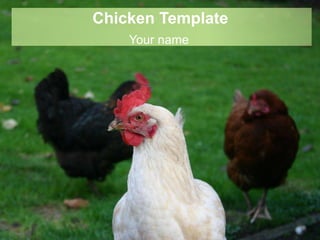 Chicken Template
Your name
 