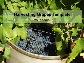 Harvesting Grapes Template
         Your name
 