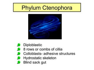 Colloblasts Example The explanation of Animalia and Avertebrata | PPT