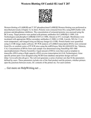 Western Blotting Of Camkii Œí And T 287
Western blotting of CaMKIIβ and T 287 phosphorylated CaMKIIβ Western blotting was performed as
described previously (Chapter 3). In short, Proteins were extracted from OLs using RIPA buffer with
protease and phosphatase inhibitors. The concentration of extracted proteins was assessed using the
BCA assay. Target proteins were probed with primary antibodies for CaMKIIβ (1:1000, Life
Technologies) and phosphor CaMKIIβ (T287) (1:1000, Abcam) at 4°C overnight. Membranes were
incubated with appropriate IRDye secondary antibodies (1:3000, Li COR, Lincoln, NE) for 1 h at
room temperature, and imaged using an Odyssey Imager (Li COR). Protein bands were quantified
using Li COR image studio software. RT PCR analysis of CaMKII transcription RNAs were extracted
from OLs or cerebral cortex of P2 ICR mice using the miRNAeasy Mini Kit (QIAGEN Inc. Valencia,
CA). Concentration of RNAs from each sample was determined using NanoDrop ND 1000
spectrophotometer (Thermo Scientific). Equal amount of RNAs were then used as template to
transcribe cDNA using a High capacity cDNA reverse transcription kit (Life Technologies). Gene
specific primer pairs were designed using NCBI Gene database and primer design web tool
(http://www.ncbi.nlm.nih.gov). The web tool generates a series of primer sets that fit the parameters
defined by users. These parameters include size of the final product and the primers, whether primers
span the junctions between exons, GC contents of the primer etc. For each isoform
... Get more on HelpWriting.net ...
 