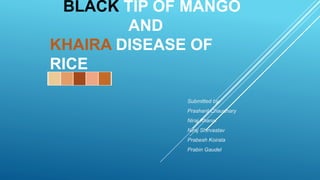 BLACK TIP OF MANGO
AND
KHAIRA DISEASE OF
RICE
Submitted by:
Prashant Chaudhary
Niraj Khanal
Niraj Shirvastav
Prabesh Koirala
Prabin Gaudel
 