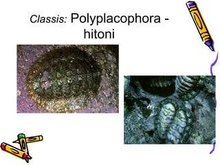 Classis:   Polyplacophora -
             hitoni
 