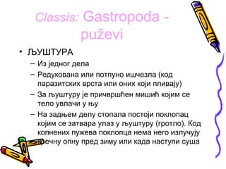 Classis: Gastropoda -
              puževi
• ЉУШТУРА
 – Из једног дела
 – Редукована или потпуно ишчезла (код
   паразитских врста или оних који пливају)
 – За љуштуру је причвршћен мишић којим се
   тело увлачи у њу
 – На задњем делу стопала постоји поклопац
   којим се затвара улаз у љуштуру (гротло). Код
   копнених пужева поклопца нема него излучују
   кречну опну пред зиму или када наступи суша
 