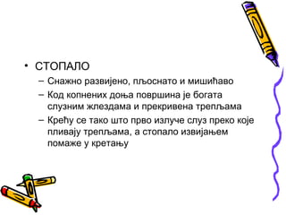 • СТОПАЛО
 – Снажно развијено, пљоснато и мишићаво
 – Код копнених доња површина је богата
   слузним жлездама и прекривена трепљама
 – Крећу се тако што прво излуче слуз преко које
   пливају трепљама, а стопало извијањем
   помаже у кретању
 