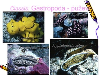 Classis: Gastropoda - puževi
                                 Phyllidiella
                                 pustulosa




   Notodoris minor

                       Hypselodoris zebra
   Phyllidea elegans
 