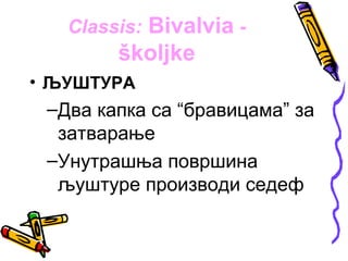 Classis: Bivalvia -
        školjke
• ЉУШТУРА
 –Два капка са “бравицама” за
  затварање
 –Унутрашња површина
  љуштуре производи седеф
 