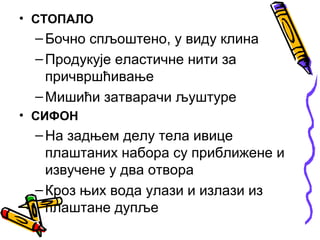• СТОПАЛО
 – Бочно спљоштено, у виду клина
 – Продукује еластичне нити за
   причвршћивање
 – Мишићи затварачи љуштуре
• СИФОН
 – На задњем делу тела ивице
   плаштаних набора су приближене и
   извучене у два отвора
 – Кроз њих вода улази и излази из
   плаштане дупље
 