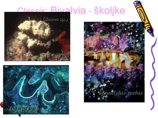 Classis: Bivalvia - školjke
                 Chama sp.)




                              Spondylus varius

Tridacna gigas
 