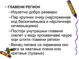 • ГЛАВЕНИ РЕГИОН
 – Изузетно добро развијен
 – Пар крупних очију (најсложеније
   код бескичмењака и најсличније
   кичмењацима)
 – Постоји унутрашњи главени
   скелет у виду хрскавичаве чауре
   који штити главени регион
 – Венац пипака са пијавкама око
   уста за хватање плена или
   кретање (пузање)
 