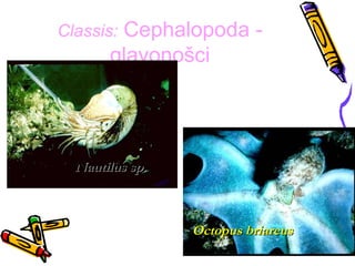 Classis:Cephalopoda -
       glavonošci




  Nautilus sp.



                 Octopus briareus
 