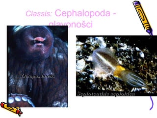 Classis:   Cephalopoda -
           glavonošci




Octopus luteus


                 Sepioteuthis sepioidea
 