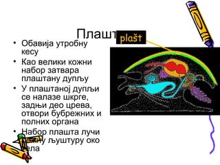 Плашт plašt
• Обавија утробну
  кесу
• Као велики кожни
  набор затвара
  плаштану дупљу
• У плаштаној дупљи
  се налазе шкрге,
  задњи део црева,
  отвори бубрежних и
  полних органа
• Набор плашта лучи
  рожну љуштуру око
  тела
 