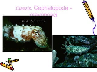Classis:Cephalopoda -
       glavonošci
  Sepia latimanus
 