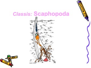 Classis: Scaphopoda
 