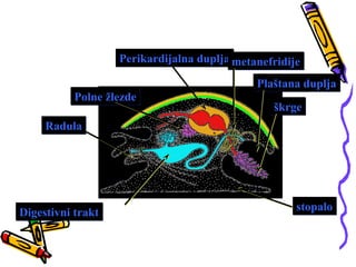 Perikardijalna duplja metanefridije

                                             Plaštana duplja
          Polne žlezde
                                                škrge
     Radula




Digestivni trakt                                     stopalo
 