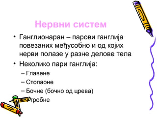 Нервни систем
• Ганглионаран – парови ганглија
  повезаних међусобно и од којих
  нерви полазе у разне делове тела
• Неколико пари ганглија:
  – Главене
  – Стопаоне
  – Бочне (бочно од црева)
  – Утробне
 