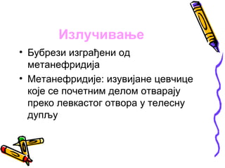 Излучивање
• Бубрези изграђени од
  метанефридија
• Метанефридије: изувијане цевчице
  које се почетним делом отварају
  преко левкастог отвора у телесну
  дупљу
 
