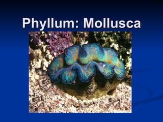 Phyllum: Mollusca 