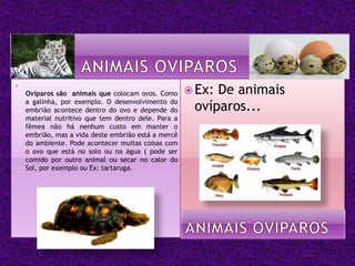  Ex:De animais

    Ovíparos são animais que colocam ovos. Como
    a galinha, por exemplo. O desenvolvimento do
    embrião acontece dentro do ovo e depende do       ovíparos...
    material nutritivo que tem dentro dele. Para a
    fêmea não há nenhum custo em manter o
    embrião, mas a vida deste embrião está a mercê
    do ambiente. Pode acontecer muitas coisas com
    o ovo que está no solo ou na água ( pode ser
    comido por outro animal ou secar no calor do
    Sol, por exemplo ou Ex: tartaruga.
 