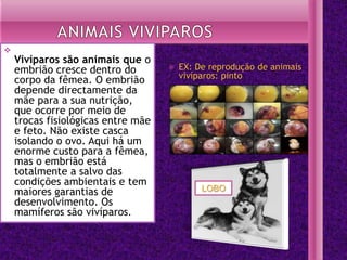
    Vivíparos são animais que o
    embrião cresce dentro do           EX: De reprodução de animais
                                        vivíparos: pinto
    corpo da fêmea. O embrião
    depende directamente da
    mãe para a sua nutrição,
    que ocorre por meio de
    trocas fisiológicas entre mãe
    e feto. Não existe casca
    isolando o ovo. Aqui há um
    enorme custo para a fêmea,
    mas o embrião está
    totalmente a salvo das
    condições ambientais e tem
    maiores garantias de                     LOBO
    desenvolvimento. Os
    mamíferos são vivíparos.
 