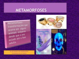 Ex de animais com metamorfose
   Incompleta de um insecto
 