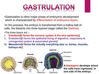 •Gastrulation is other major phase of embryonic development
which is characterized by differentiation of embryonic layers.
•In this process, the embryo is transformed from a hollow ball of
cells, the blastula into three layered stage called the Gastrula.
•The three layers are :-
i. Ectoderm[it forms the nervous system & the skin epidermis]
ii. Endoderm[it forms the epithelial lining of digestive, respiratory &
urinogenital system & associated glands]
iii. Mesoderm[it forms the virtually everything else i.e. bones, muscles,
kidneys etc]
A blastopore develops where
the cells have ingressed, in
one side of the embryo.
 