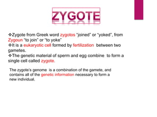 Zygote from Greek word zygotos “joined” or “yoked”, from
Zygoun “to join” or “to yoke”
It is a eukaryotic cell formed by fertilization between two
gametes.
The genetic material of sperm and egg combine to form a
single cell called zygote.
The zygote’s genome is a combination of the gamete, and
contains all of the genetic information necessary to form a
new individual.
 