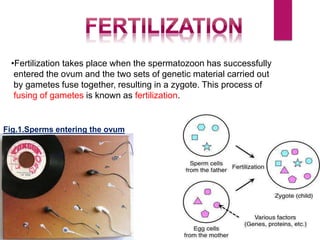 •Fertilization takes place when the spermatozoon has successfully
entered the ovum and the two sets of genetic material carried out
by gametes fuse together, resulting in a zygote. This process of
fusing of gametes is known as fertilization.
Fig.1.Sperms entering the ovum
 