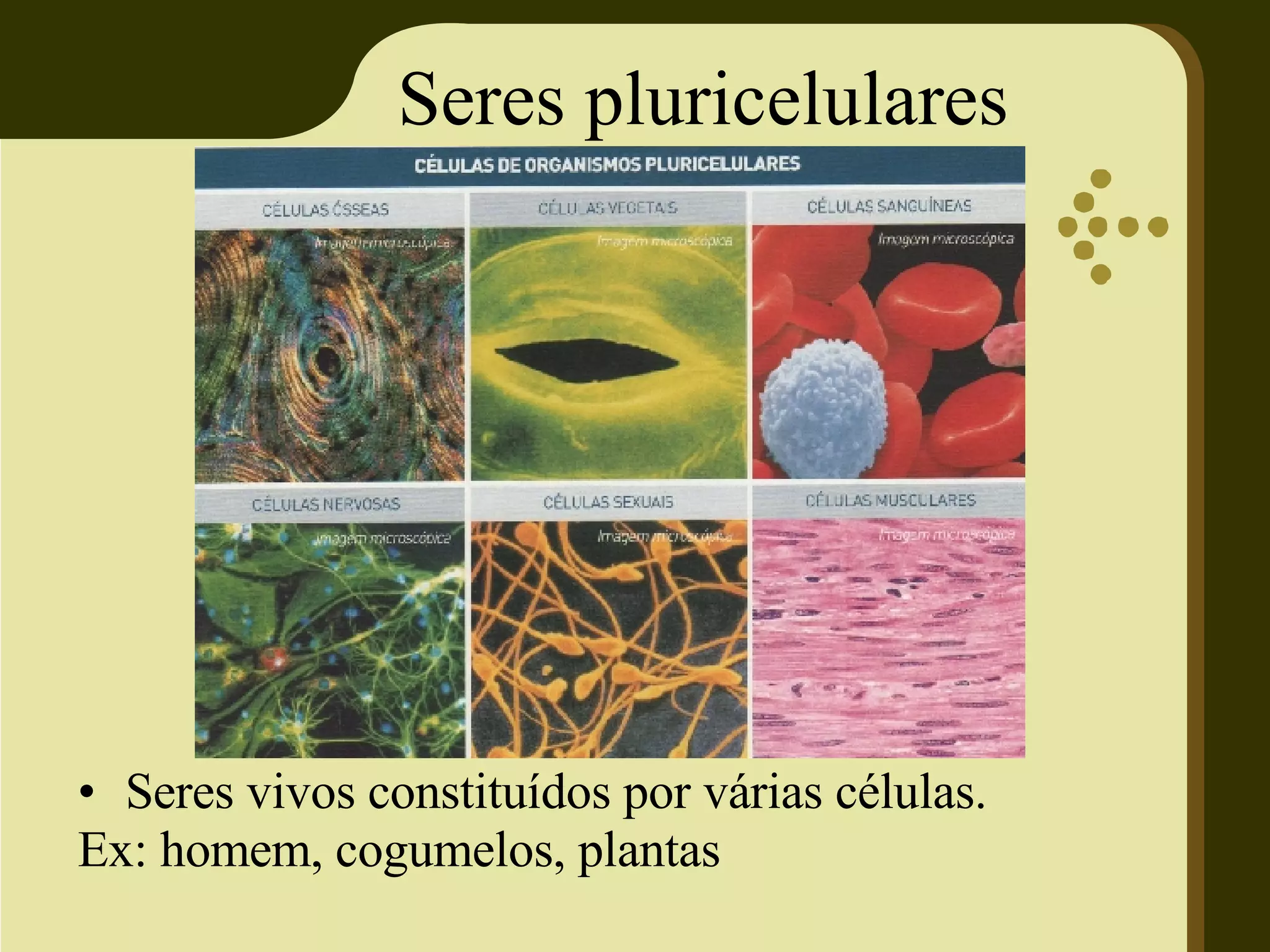 Seres pluricelulares Seres vivos constituídos por várias células. Ex: homem, cogumelos, plantas