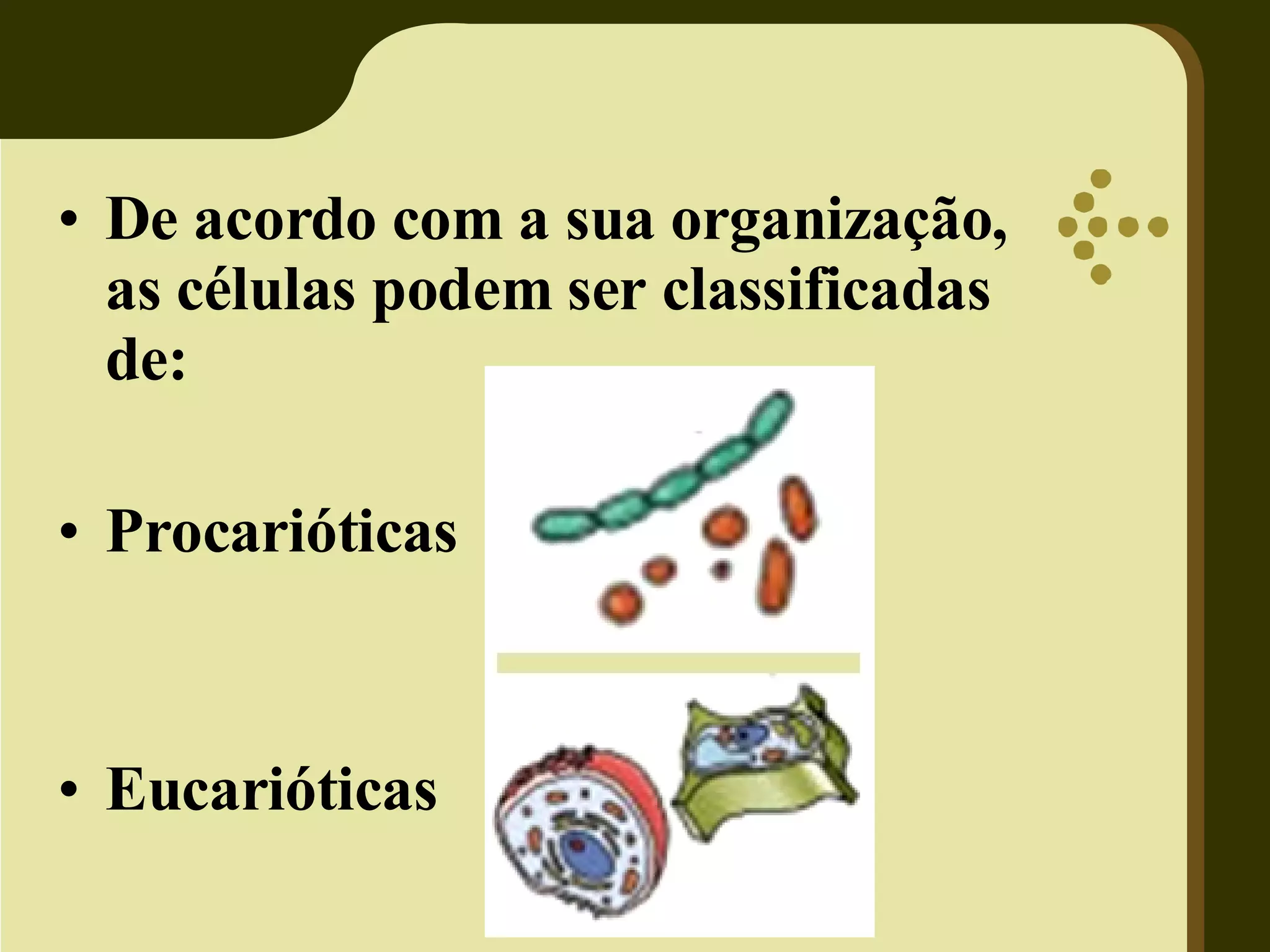 De acordo com a sua organização, as células podem ser classificadas de: Procarióticas Eucarióticas