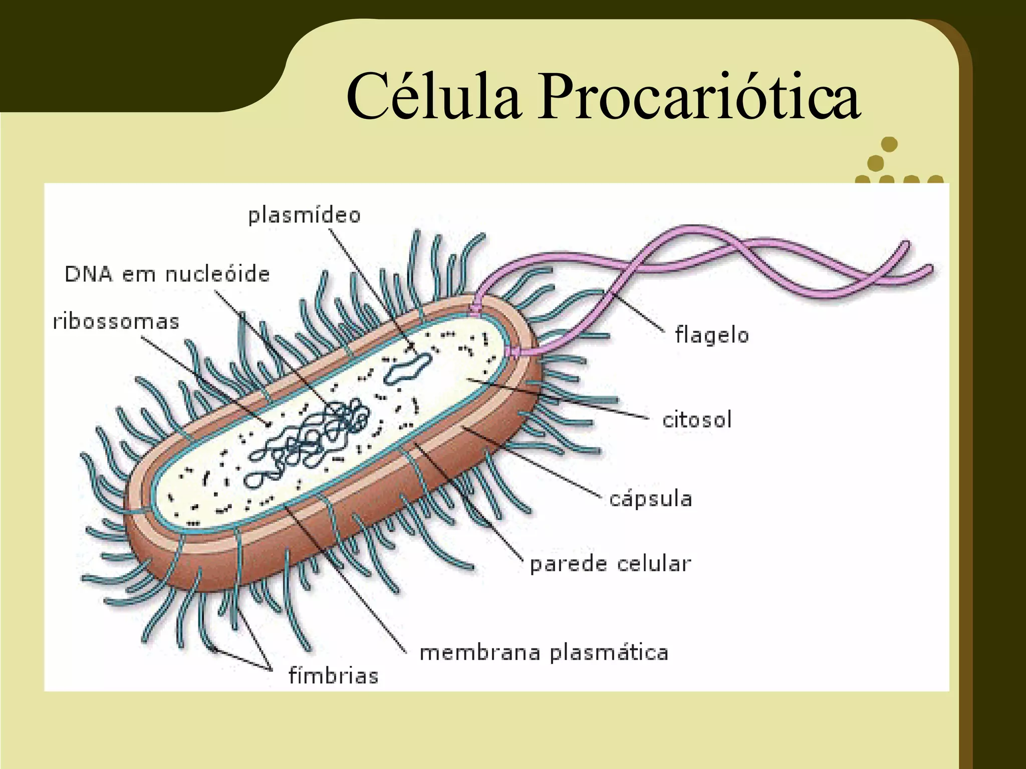Célula Procariótica