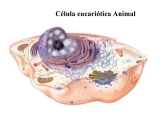 Célula eucariótica Animal 