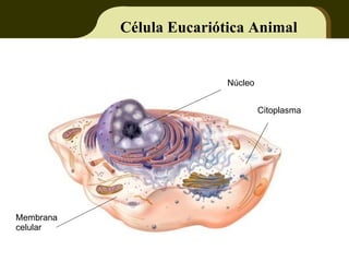 Célula Eucariótica Animal Núcleo Citoplasma Membrana celular 