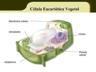 Célula Eucariótica Vegetal Membrana celular núcleo citoplasma cloroplasto Parede celular 