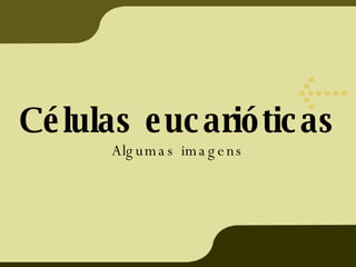 Células eucarióticas Algumas imagens 