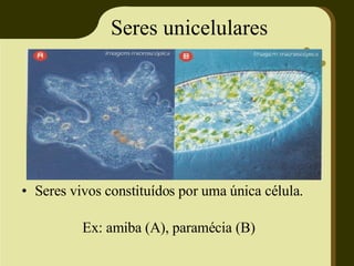 Seres unicelulares Seres vivos constituídos por uma única célula. Ex: amiba (A), paramécia (B) 