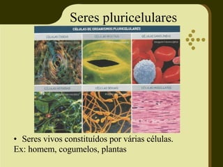 Seres pluricelulares Seres vivos constituídos por várias células. Ex: homem, cogumelos, plantas 