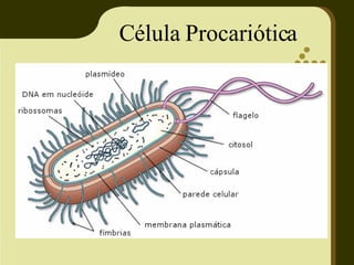 Célula Procariótica 