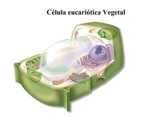 Célula eucariótica Vegetal 