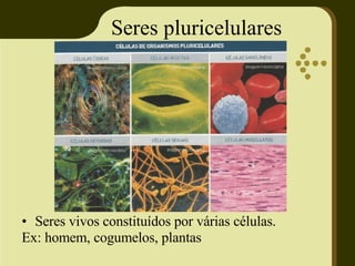 Seres pluricelulares <ul><li>Seres vivos constituídos por várias células. </li></ul><ul><li>Ex: homem, cogumelos, plantas ...