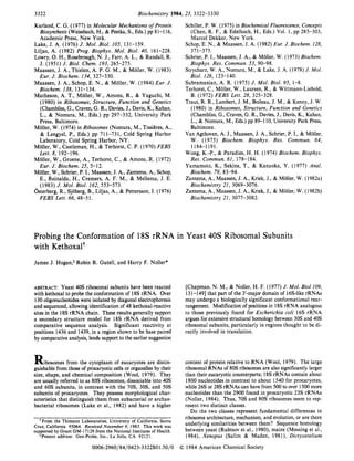 3322 Biochemistry 1984, 23, 3322-3330
Kurland, C. G. (1977) in Molecular Mechanisms of Protein
Biosynthesis (Weissbach,H., & Pestka, S.,Eds.) pp 81-116,
Academic Press, New York.
Lake, J. A. (1976) J. Mol. Biol. 105, 131-159.
Liljas, A. (1982) Prog. Biophys. Mol. Biol. 40, 161-228.
Lowry, 0.H., Rosebrough, N. J., Farr, A. L., & Randall, R.
J. (1951) J. Biol. Chem. 193, 265-275.
Maassen, J. A., Thielen, A. P. G. M., & Moller, W. (1983)
Eur. J. Biochem. 134, 327-330.
Maassen, J. A., Schop, E. N., & Moller, W. (1984) Eur. J.
Biochem. 138, 131-134.
Matheson, A. T., Moller, W., Amons, R., & Yaguchi, M.
(1980) in Ribosomes, Structure, Function and Genetics
(Chambliss, G., Craven, G. R., Davies, J., Davis, K., Kahan,
L., & Nomura, M., Eds.) pp 297-332, University Park
Press, Baltimore.
Moller, W. (1974) in Ribosomes (Nomura, M., TissiEres, A.,
& Lengyel, P., Eds.) pp 711-731, Cold Spring Harbor
Laboratory, Cold Spring Harbor, NY.
Moller, W., Castleman, H., & Terhorst, C. P. (1970) FEBS
Lett. 8, 192-196.
Moller, W., Groene, A., Terhorst, C., & Amons, R. (1972)
Eur. J. Biochem. 25, 5-12.
Moller, W., Schrier, P. I., Maassen, J. A., Zantema, A., Schop,
E., Reinalda, H., Cremers, A. F. M., & Mellema, J. E.
(1983) J. Mol. Biol. 162, 553-573.
Osterberg, R., Sjoberg, B., Liljas, A., & Pettersson, I. (1976)
FEBS Lett. 66, 48-51.
Schiller, P. W. (1975) in Biochemical Fluorescence,Concepts
(Chen, R. F., & Edelhoch, H., Eds.) Vol. 1, pp 285-303,
Marcel Dekker, New York.
Schop, E. N., & Maassen, J. A. (1982) Eur.J. Biochem. 128,
Schrier, P. I., Maassen, J. A,, & Moller, W. (1973) Biochem.
Strycharz, W. A., Nomura, M., & Lake, J. A. (1978) J. Mol.
Subramanian, A. R. (1975) J. Mol. Biol. 95, 1-8.
Terhorst, C.,Moller, W., Laursen, R., & Wittmann-Liebold,
B. (1972) FEBS Lett. 28, 325-328.
Traut, R. R., Lambert, J. M., Boileau, J. M., & Kenny, J. W.
(1980) in Ribosomes, Structure, Function and Genetics
(Chambliss,G., Craven, G. R., Davies, J., Davis, K., Kahan,
L., & Nomura, M., Eds.) pp 89-1 10, University Park Press,
Baltimore.
Van Agthoven, A. J., Maassen, J. A., Schrier, P. I., & Moller,
W. (1975) Biochem. Biophys. Res. Commun. 64,
Wong, K.-P., & Paradies, H. H. (1974) Biochem. Biophys.
Yamamoto, K., Sekine, T., & Kanaoka, Y. (1977) Anal.
Zantema, A., Maassen, J. A,, Kriek, J., & Moller, W. (1982a)
Zantema, A., Maassen, J. A,, Kriek, J., & Moller, W. (1982b)
371-375.
Biophys. Res. Commun. 53, 90-98.
Biol. 126, 123-140.
1184-1191.
Res. Commun. 61, 178-184.
Biochem. 79, 83-94.
Biochemistry 21, 3069-3076.
Biochemistry 21, 3077-3082.
Probing the Conformation of 18s rRNA in Yeast 40s Ribosomal Subunits
with Kethoxalt
James J. Hogan,*Robin R. Gutell, and Harry F. Noller*
ABSTRACT: Yeast 40s ribosomal subunits have been reacted
with kethoxal to probe the conformation of 18s rRNA. Over
130oligonucleotideswere isolated by diagonal electrophoresis
and sequenced, allowing identification of 48 kethoxal-reactive
sites in the 18s rRNA chain. These results generally support
a secondary structure model for 18s rRNA derived from
comparative sequence analysis. Significant reactivity at
positions 1436 and 1439, in a region shown to be base paired
by comparative analysis, lends support to the earlier suggestion
Ribosomes from the cytoplasm of eucaryotes are distin-
guishable from those of procaryotic cells or organelles by their
size, shape, and chemical composition (Wool, 1979). They
are usually referred to as 80s ribosomes, dissociable into 40s
and 60s subunits, in contrast with the 70S, 30S, and 50s
subunits of procaryotes. They possess morphological char-
acteristics that distinguish them from eubacterial or archae-
bacterial ribosomes (Lake et al., 1982) and have a higher
From the Thimann Laboratories, University of California, Santa
Cruz, California 95064. Received November 9, 1983. This work was
supported by Grant GM-17129 from the National Institutes of Health.
!Present address: Gen-Probe, Inc., La Jolla, CA 92121.
[Chapman,N. M., & Noller, H. F. (1977) J. Mol. Biol 109,
131-1491 that part of the 3’-major domain of 16s-likerRNAs
may undergo a biologically significant conformational rear-
rangement. Modificationof positions in 18s rRNA analogous
to those previously found for Escherichia coli 16s rRNA
argues for extensivestructural homology between 30s and 40s
ribosomal subunits, particularly in regions thought to be di-
rectly involved in translation.
content of protein relative to RNA (Wool, 1979). The large
ribosomal RNAs of 80s ribosomes are also significantlylarger
than their eucaryotic counterparts; 18s rRNAs contain about
1800 nucleotides in contrast to about 1540 for procaryotes,
while 26s or 28s rRNAs can have from 500 to over 1500more
nucleotides than the 2900 found in procaryotic 23s rRNAs
(Noller, 1984). Thus, 70s and 80s ribosomes seem to rep-
resent two distinct classes.
Do the two classes represent fundamental differences in
ribosome architecture, mechanism, and evolution, or are there
underlying similarities between them? Sequence homology
between yeast (Rubtsov et al., 1980), maize (Messing et al.,
1984), Xenopus (Salim & Maden, 1981), Dictyostelium
0006-2960/84/0423-3322$01.50/0 0 1984 American Chemical Society
 